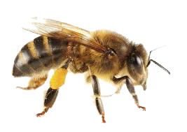 Dedetização de abelhas no Sumaré