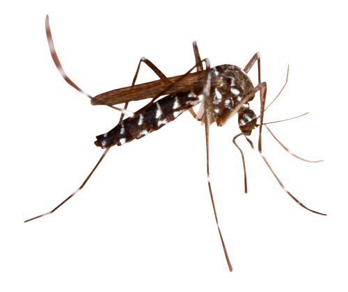 Dedetização de mosquito da dengue no Alto da Lapa