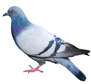 Dedetização de pombos na Pompéia