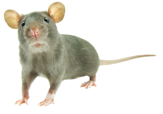 Dedetização de ratos em Itaquera