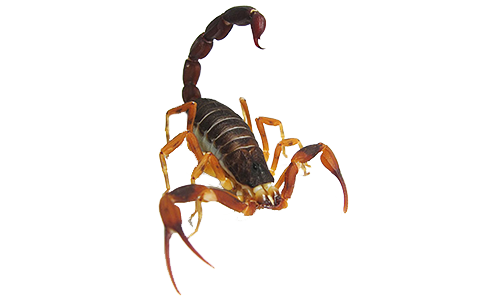 Dedetização de escorpióes em Jurubatuba