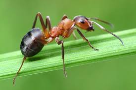 Dedetização de formiga no Real Parque